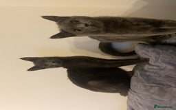 Russian Blue cats for sale: Russian Blue - Image 2