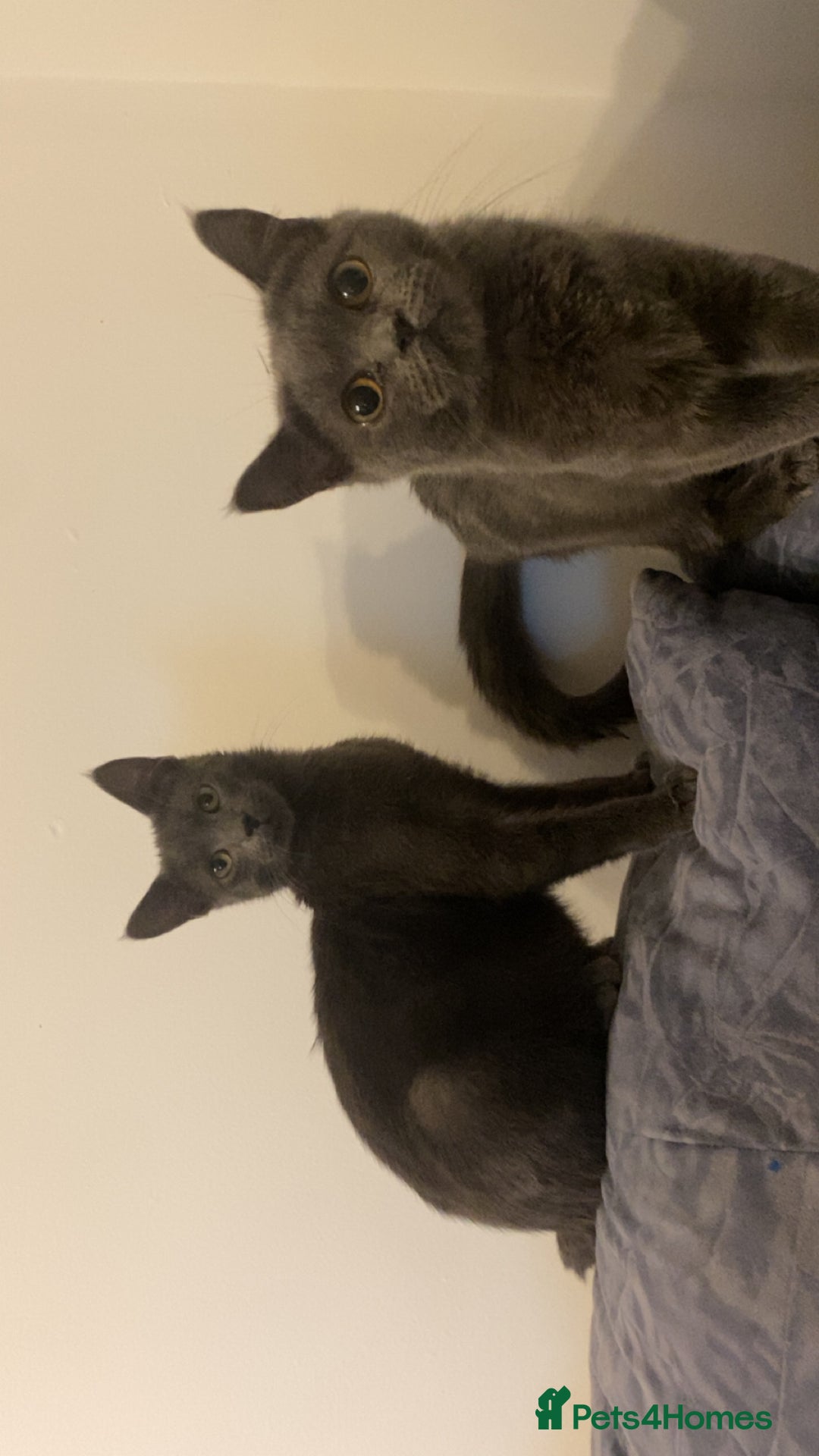 Russian Blue cats for sale: Russian Blue - Image 2