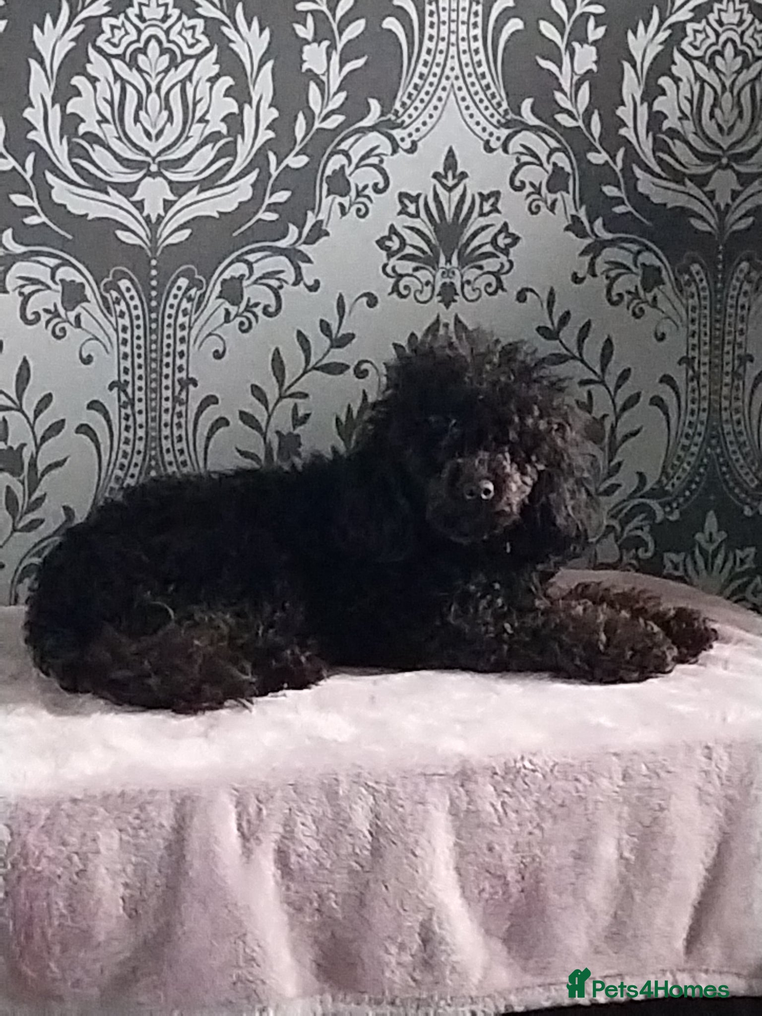 Toy Poodle dogs for sale: 2 toy poodle puppies - Advert 5