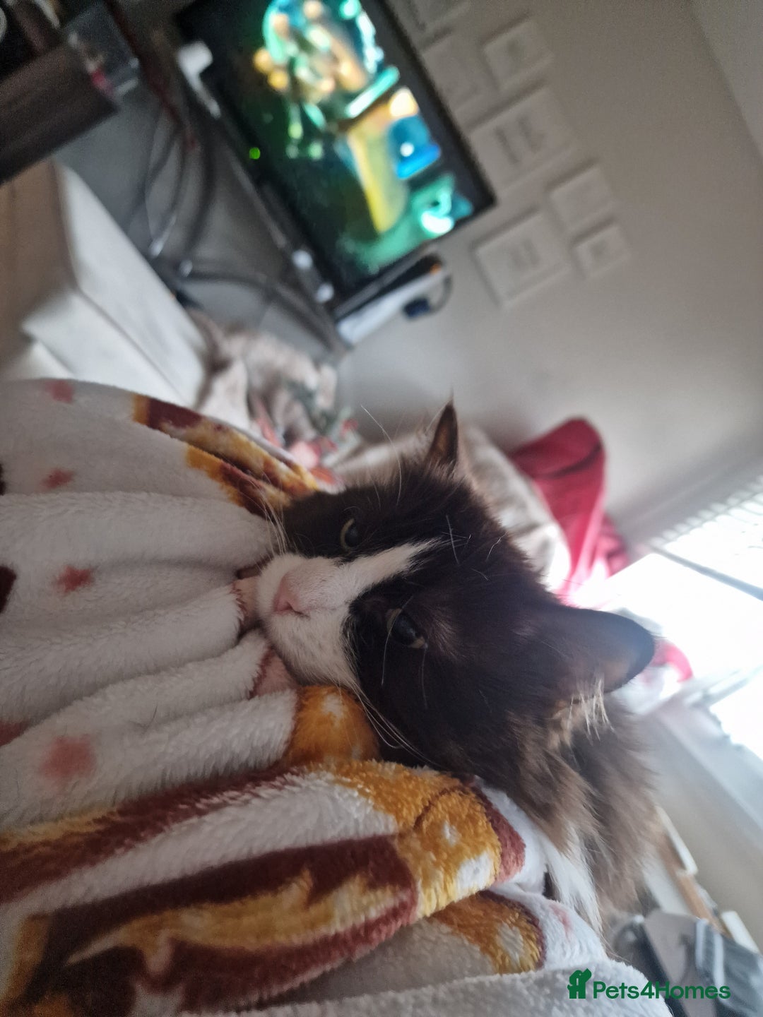 Mixed Breed cats for adoption: Loved family cats in need of a loving home  - Advert 6