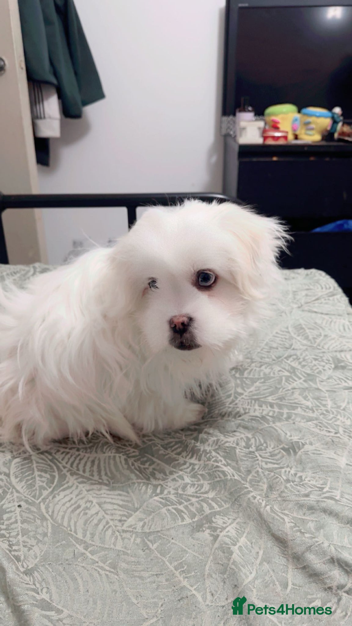 Mixed Breed dogs 🐶 3 Male Puppies Mix Shih Tzu x Pomeranian - Advert 2