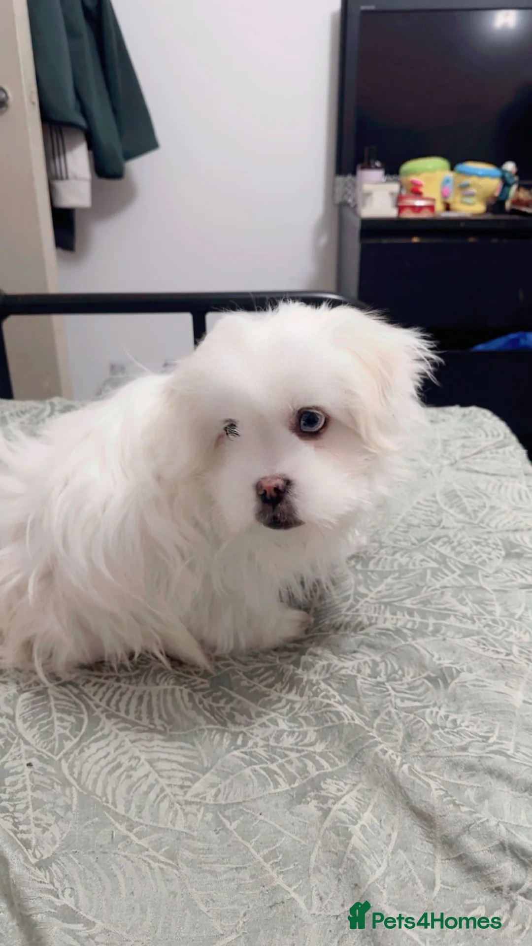Mixed Breed dogs for sale: 🐶 3 Male Puppies Mix Shih Tzu x Pomeranian - Advert 2
