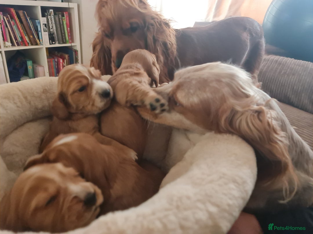Cocker Spaniel dogs for sale: Golden Cocker Spaniel puppies (boy available) - Advert 21