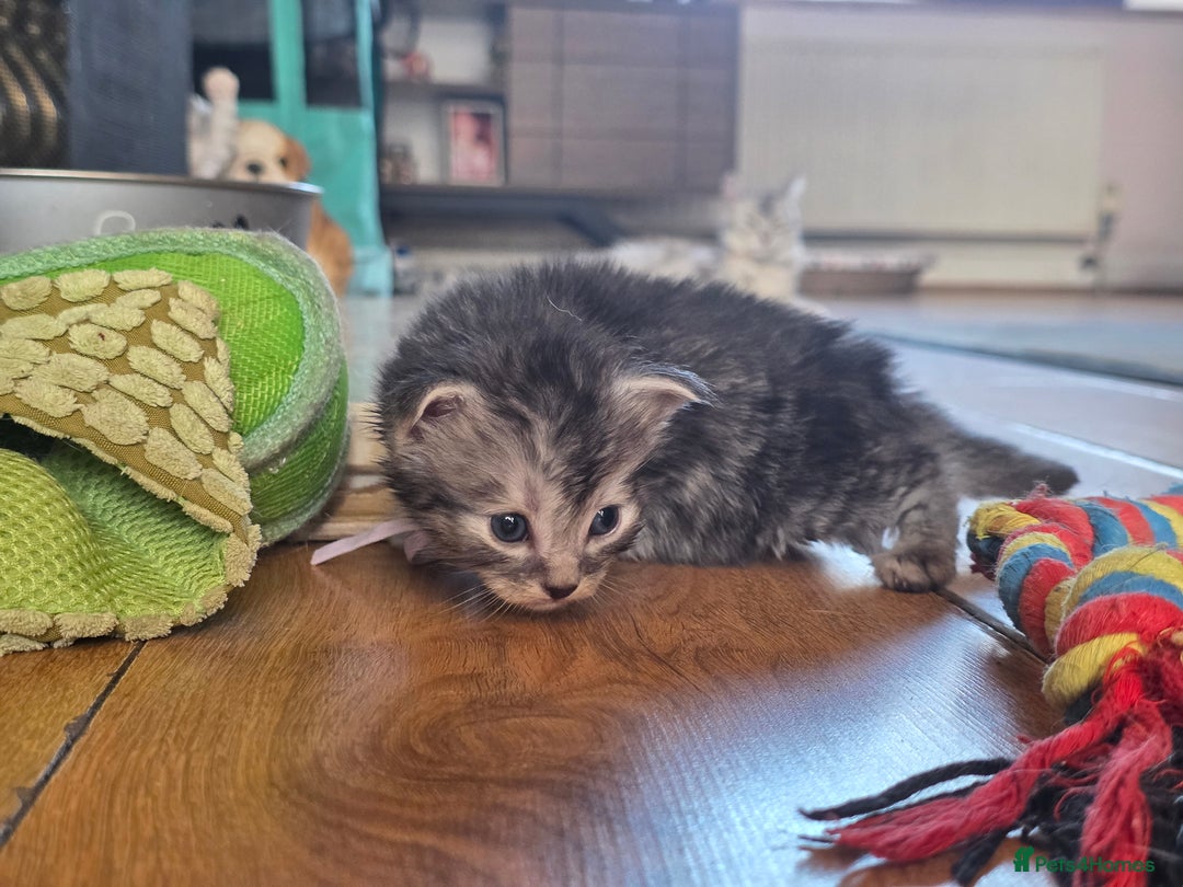 Maine Coon cats for sale: Beautiful 3/4 maincoon kittens  - Image 7