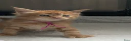 Maine Coon cats for sale: Beautiful Maine Coon Kittens – Raised with Love ❤️ - Advert 4