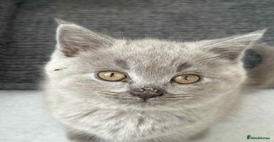 British Longhair cats - Advert 4
