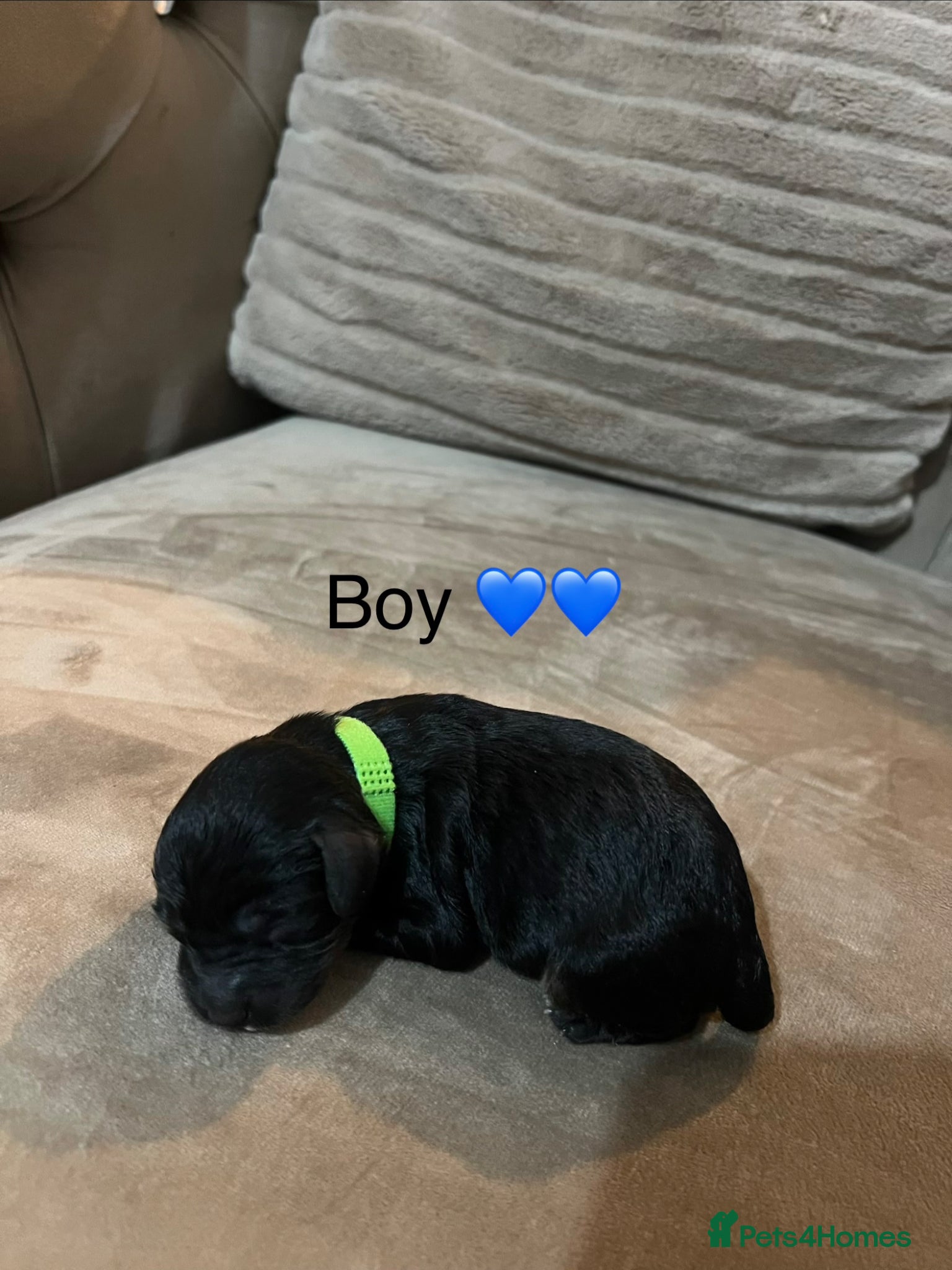 Cavapoo dogs for sale: 5 beautiful cavapoos ready in July 🐶🐶 - Advert 14