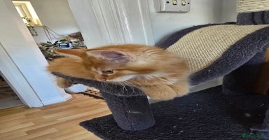 Maine Coon cats - Advert 15
