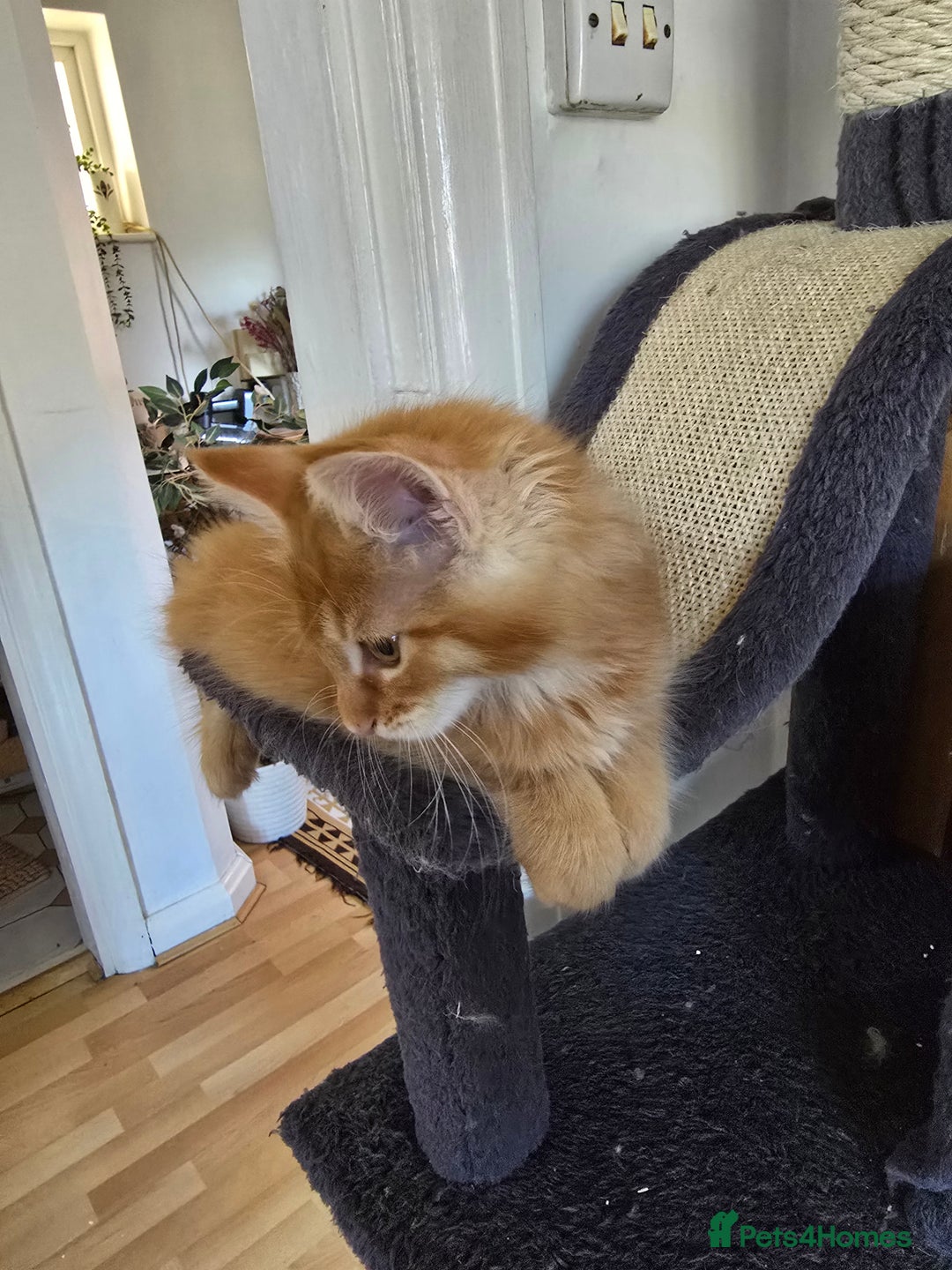 Maine Coon cats for sale: Maine coon kittens  - Image 3