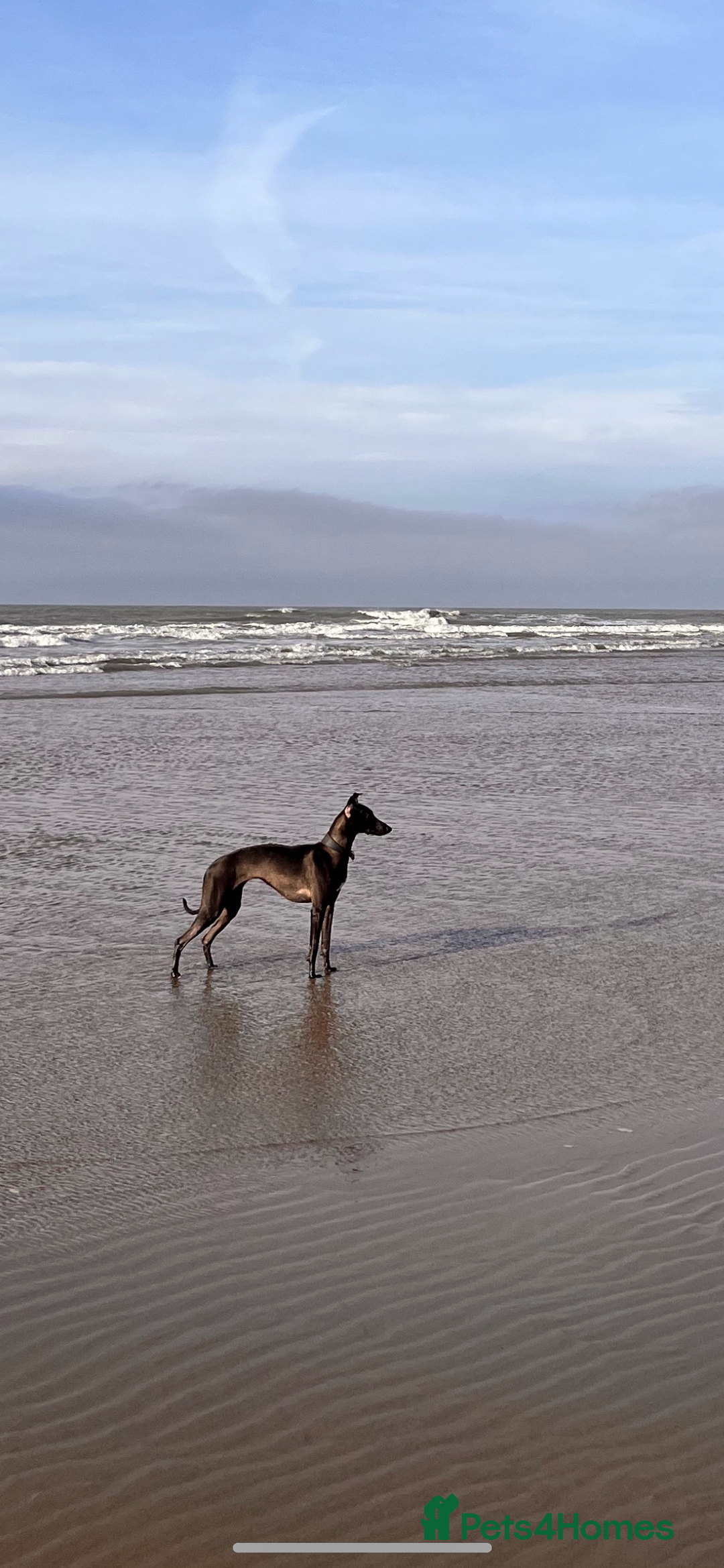 Whippet dogs for sale: Champion KC whippet puppies  - Advert 3