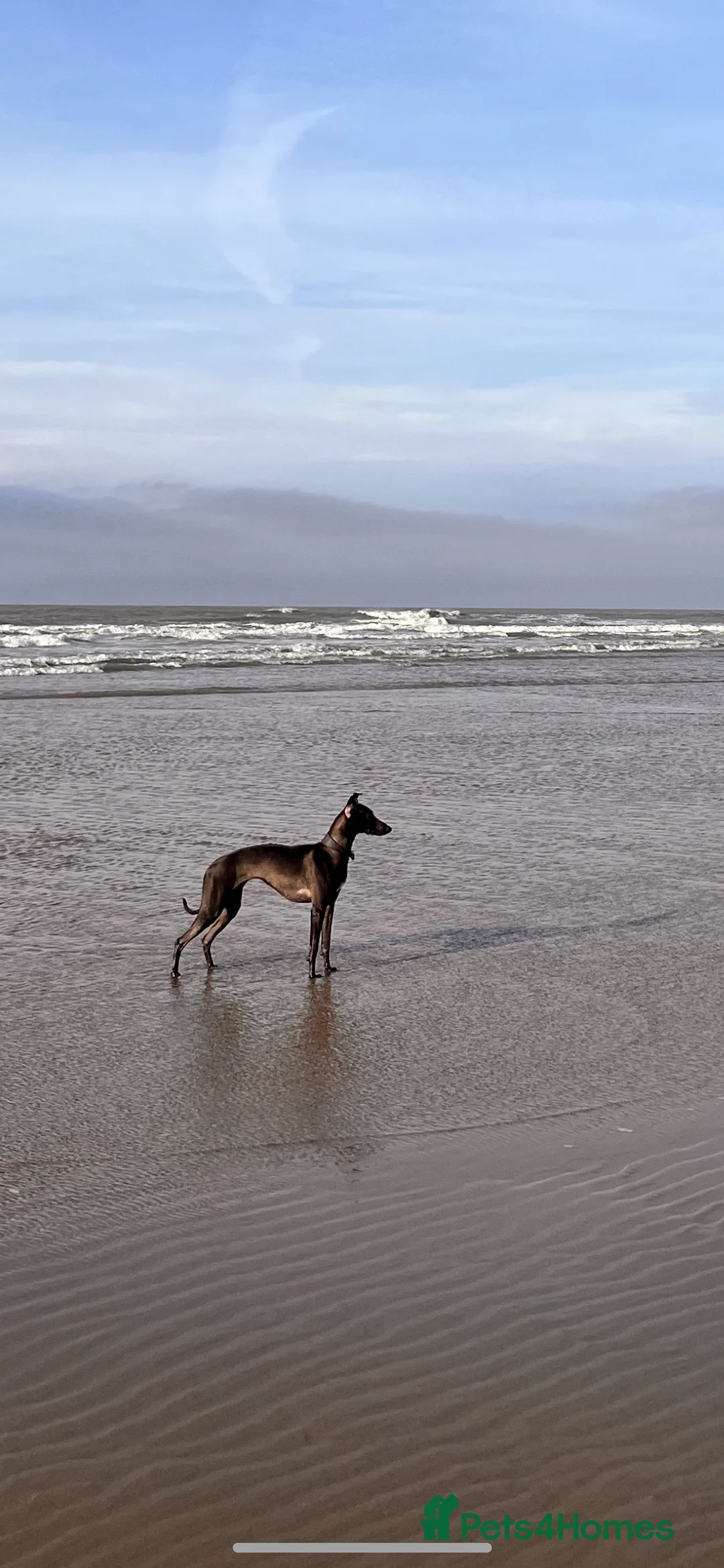 Whippet dogs for sale: READY NOW. Champion KC whippet pup LAST GIRL 💕  - Advert 6