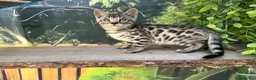 Bengal cats for sale: Stunning full marbled Bengal - Advert 25