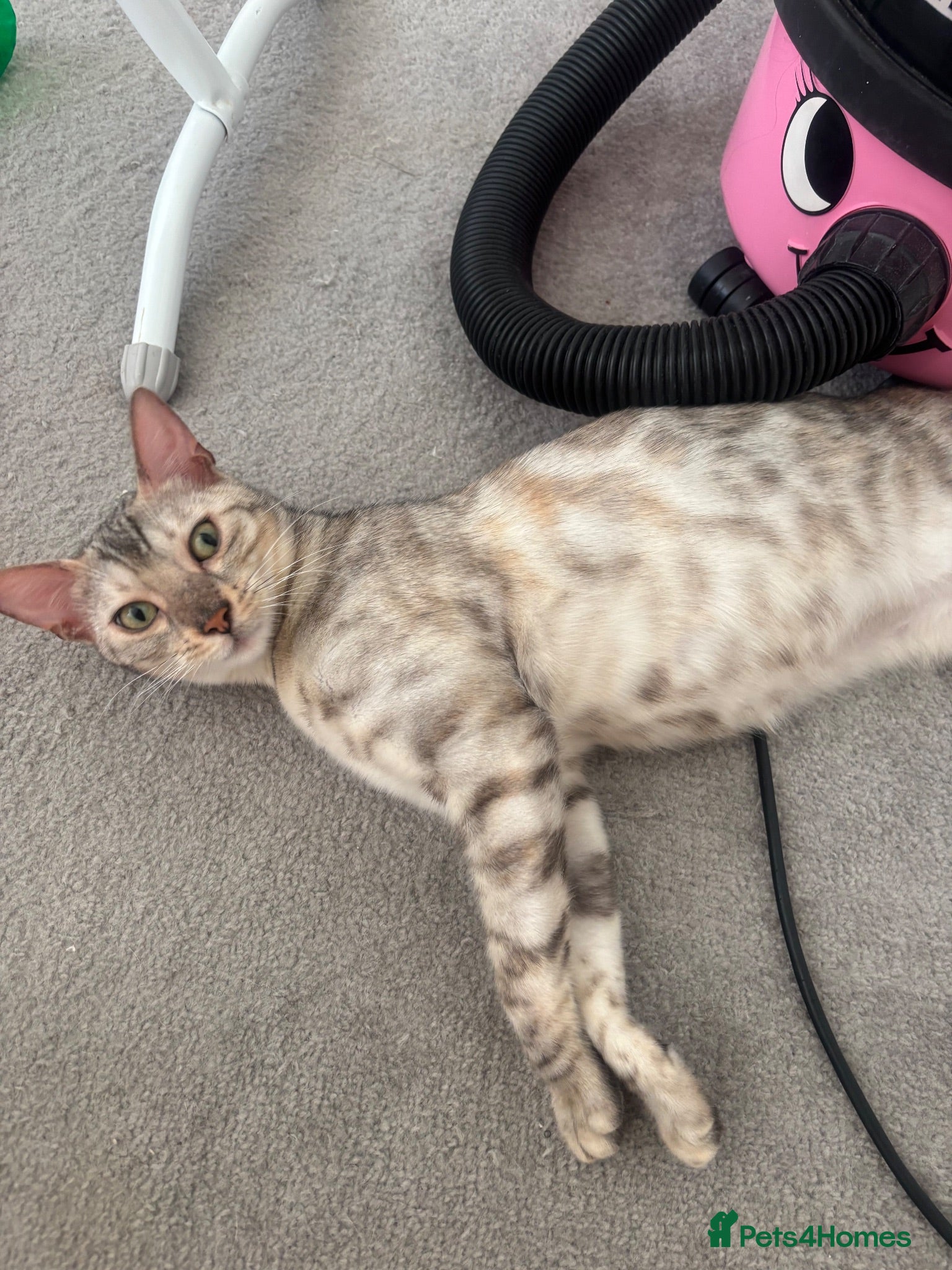 Bengal cats Beautiful Bengal girls  - Advert 1