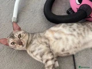 Bengal cats Beautiful Bengal girls - Advert 1
