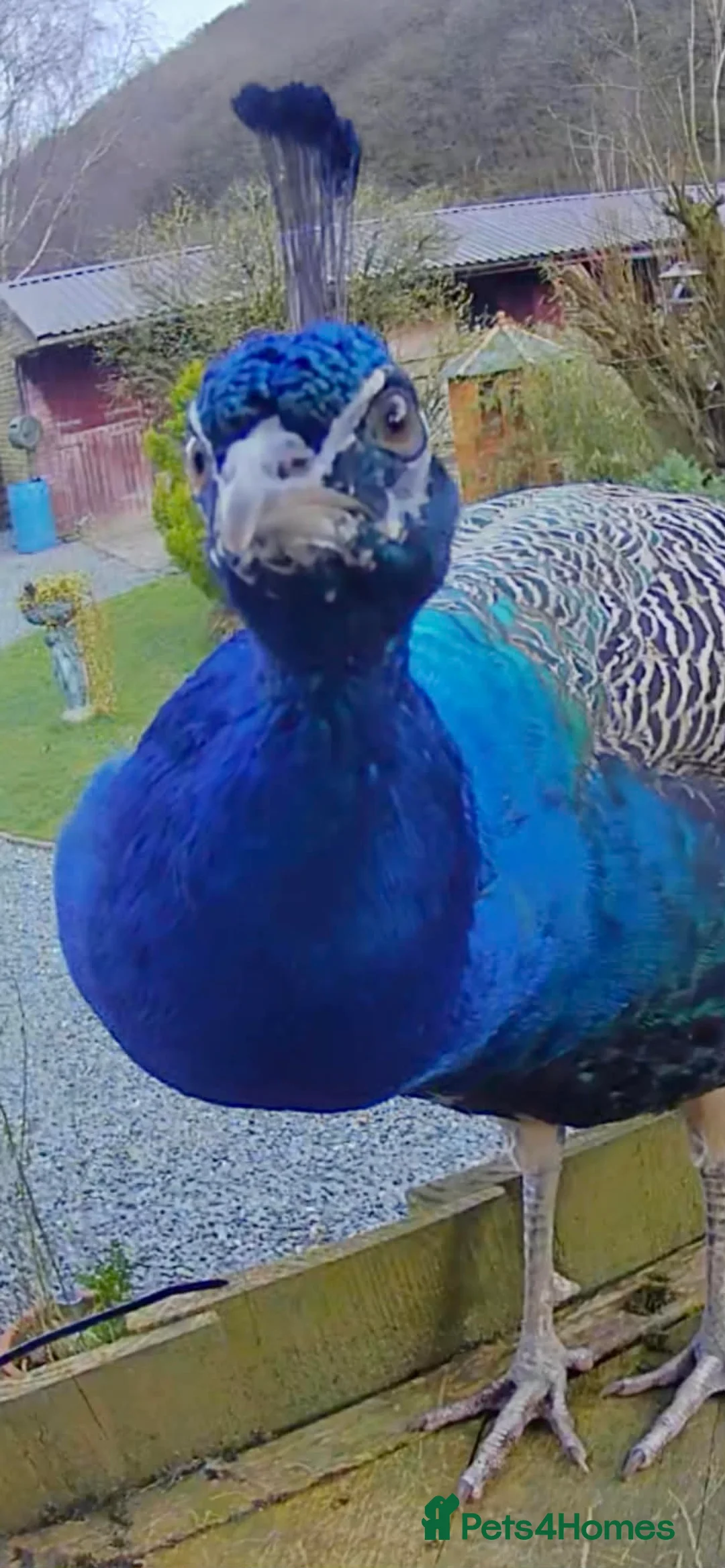 Peafowl poultry for sale: Two beautiful peacocks  in Knighton - Advert 3