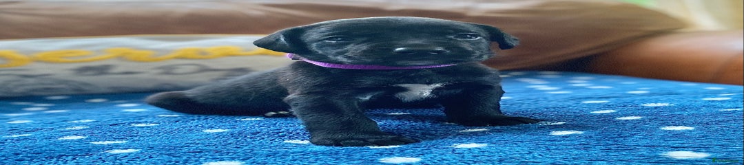 Springador Puppy 5