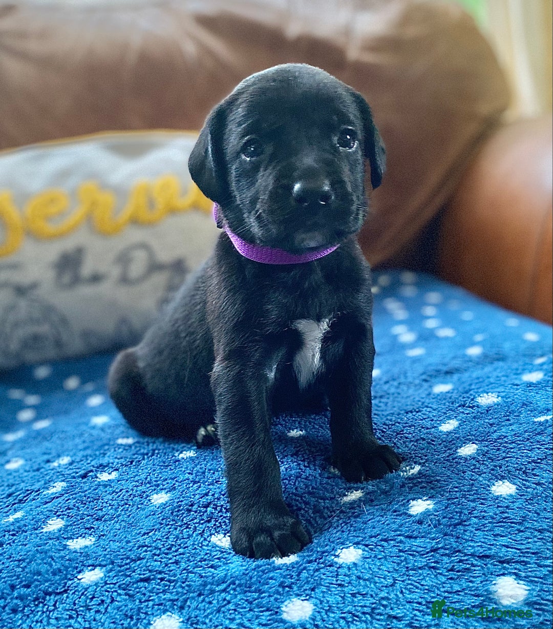 Springador dogs for sale: STUNNING SPRINGADOR PUPPIES  - Image 14