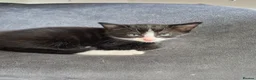 Mixed Breed cats for sale:  male kittens in Dumbarton - Advert 9