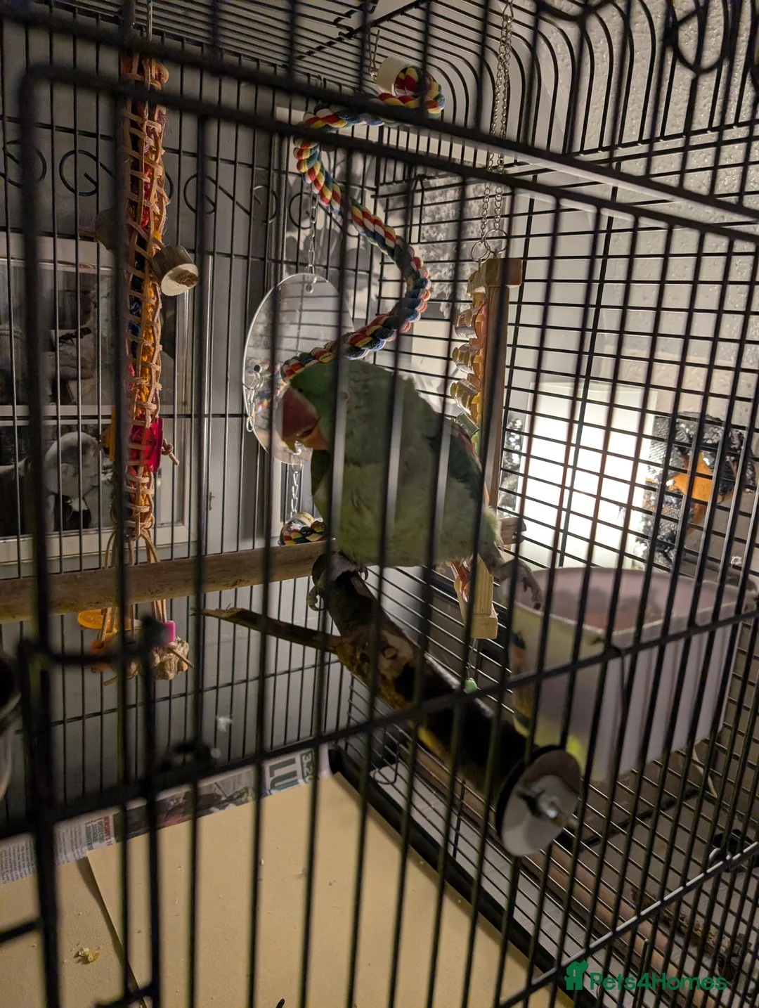 Parakeets birds for sale: Alexandrine parrot in Smethwick - Advert 2
