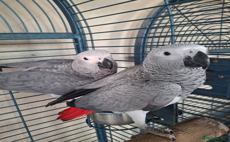 Parrots birds - Advert 2