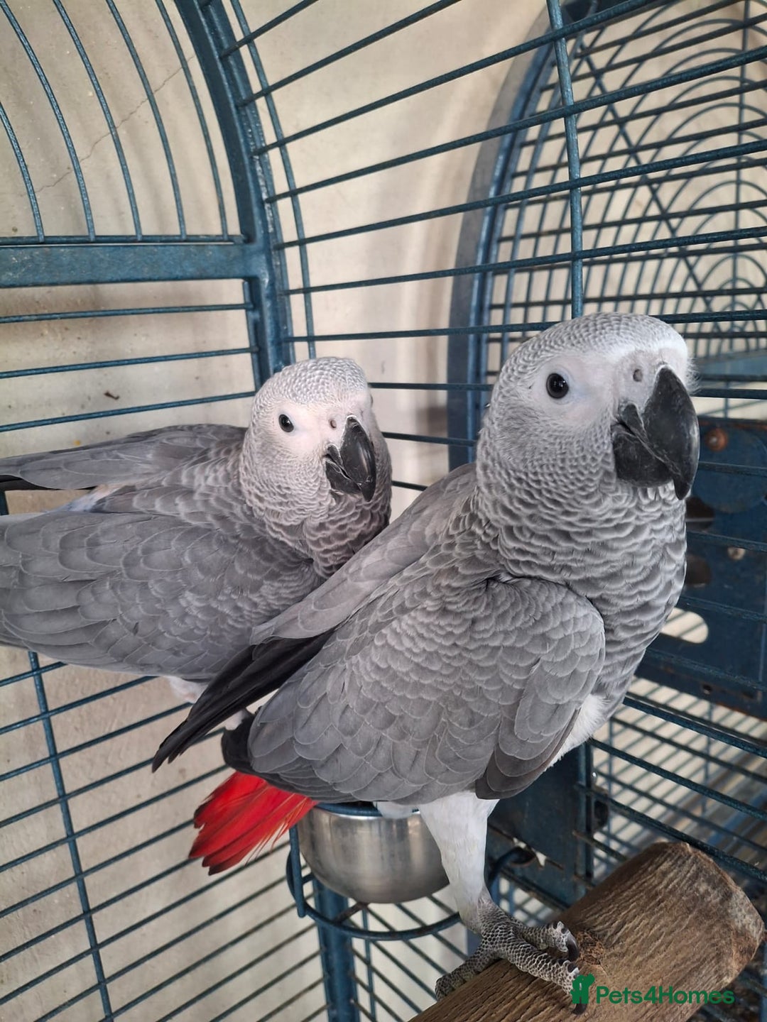 Parrots birds for sale: Hand reared baby african greys  - Image 1