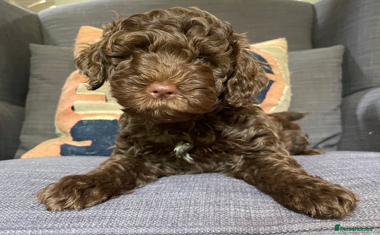 Schnoodle dogs - Advert 2
