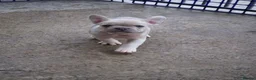 French Bulldog dogs for sale: French Bulldog KC Puppies - Advert 26