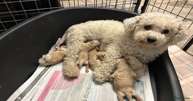 Poochon dogs - Advert 11