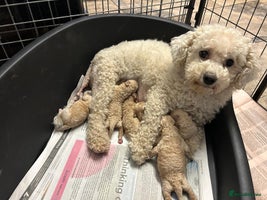 Poochon dogs - Advert 11