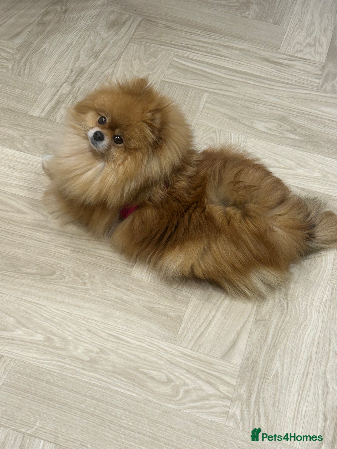 Pomeranian dogs for sale:  Stunning Pomeranian – Tiny and  Fluffy - Advert 2