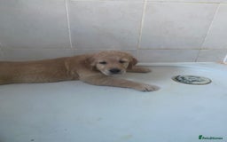 Golden Retriever dogs for sale: Beautiful Chunky golden retriever  - Advert 4