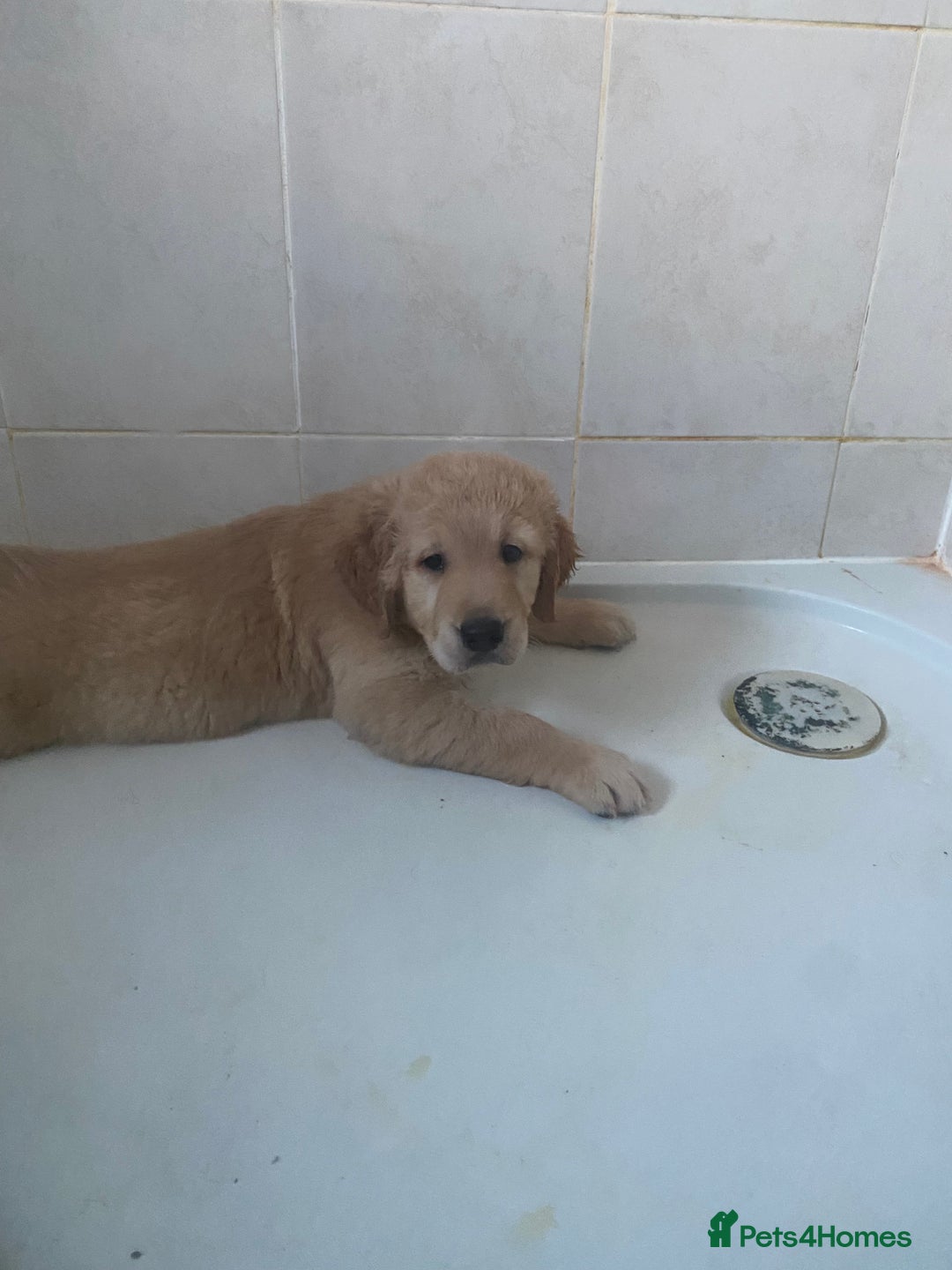 Golden Retriever dogs for sale: Beautiful Chunky golden retriever  - Advert 4