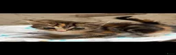 Mixed Breed cats for sale: Beautiful litter of kittens - Advert 8