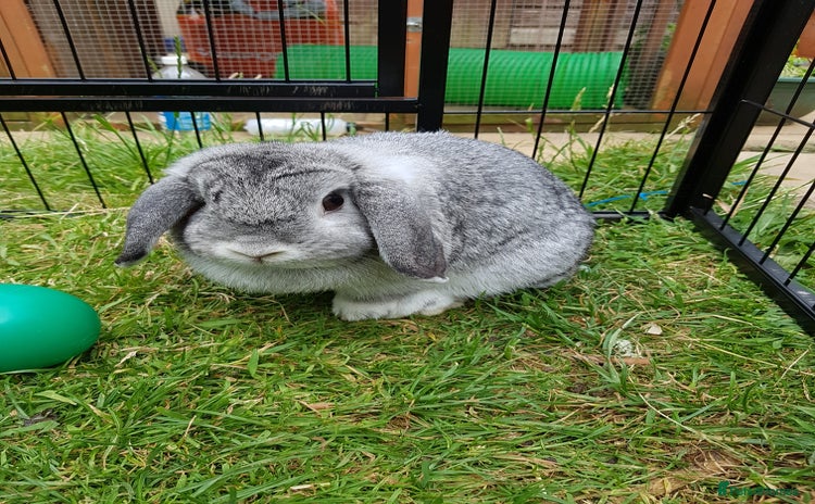 Mini Lop rabbits - Advert 10