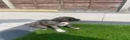 Mixed Breed dogs for sale: Mix , pug(dad) and staffy(mum) - Advert 4