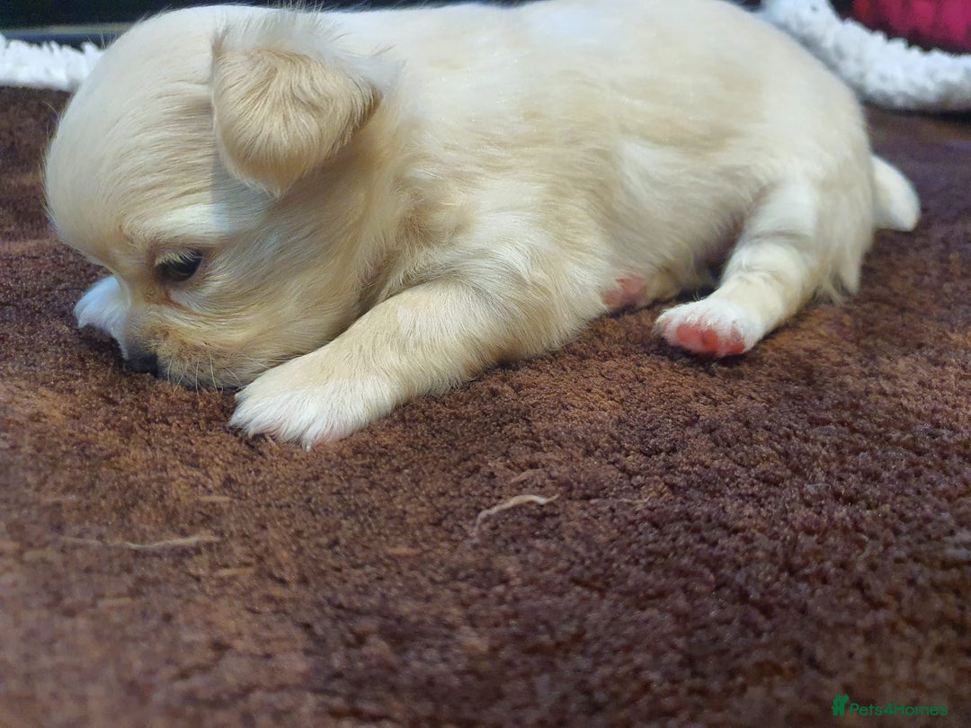 Chihuahua dogs for sale: Gorgeous Tiny Chihuahua Pups - Beautiful Cream Boy - Image 11