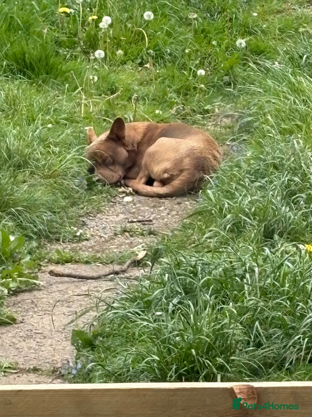 Mixed Breed dogs for sale:  frenchollie in need of new home  in Cardiff - Advert 2