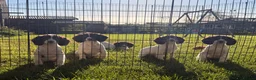 English Springer Spaniel dogs for sale: Stunning KC Working Springer Pups –FTCH Bloodlines - Advert 3