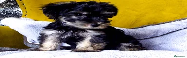 Morkie-Poo