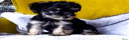 Mixed Breed dogs for sale: Adorable Morkie-Poo’s Pups for sale  - Advert 3