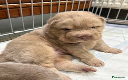 Shar Pei dogs for stud: Casanova - Tan pointed flower bear coat 🏆 - Image 10