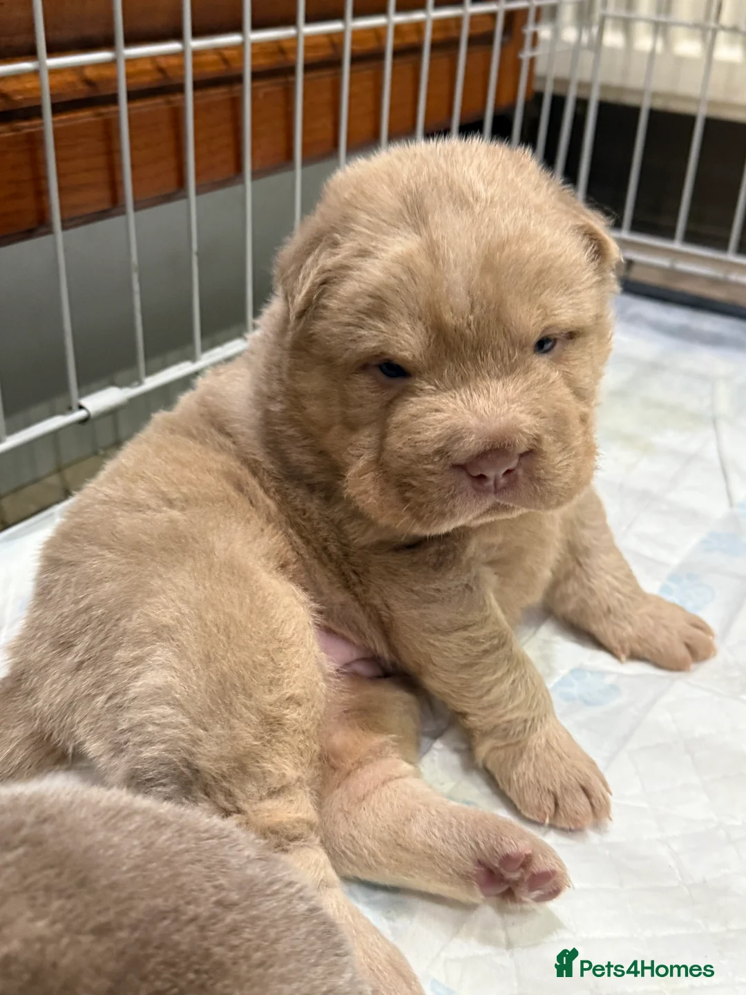 Shar Pei dogs for stud: Casanova - Tan pointed flower bear coat 🏆 - Advert 10