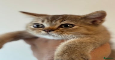 British Shorthair cats - Advert 15