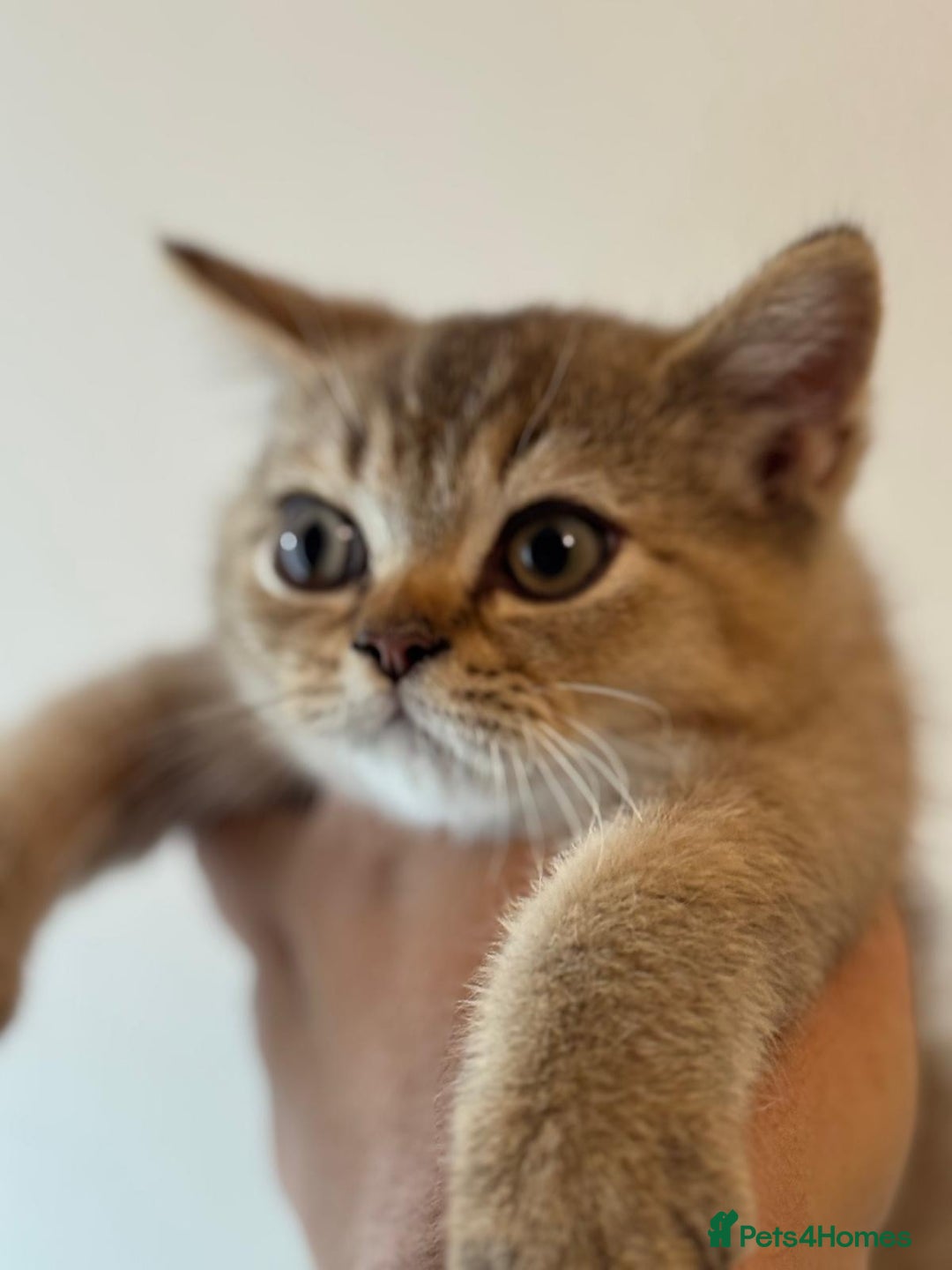 British Shorthair cats for sale: 2 Female and 1 Male Kitten Looking for  Home 🐱✨ - Image 2