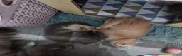 Ragcoon cats for sale: Bouncing beauties ready to go  - Advert 13