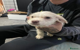 Mixed Breed dogs for sale: Puppy available  - Image 3