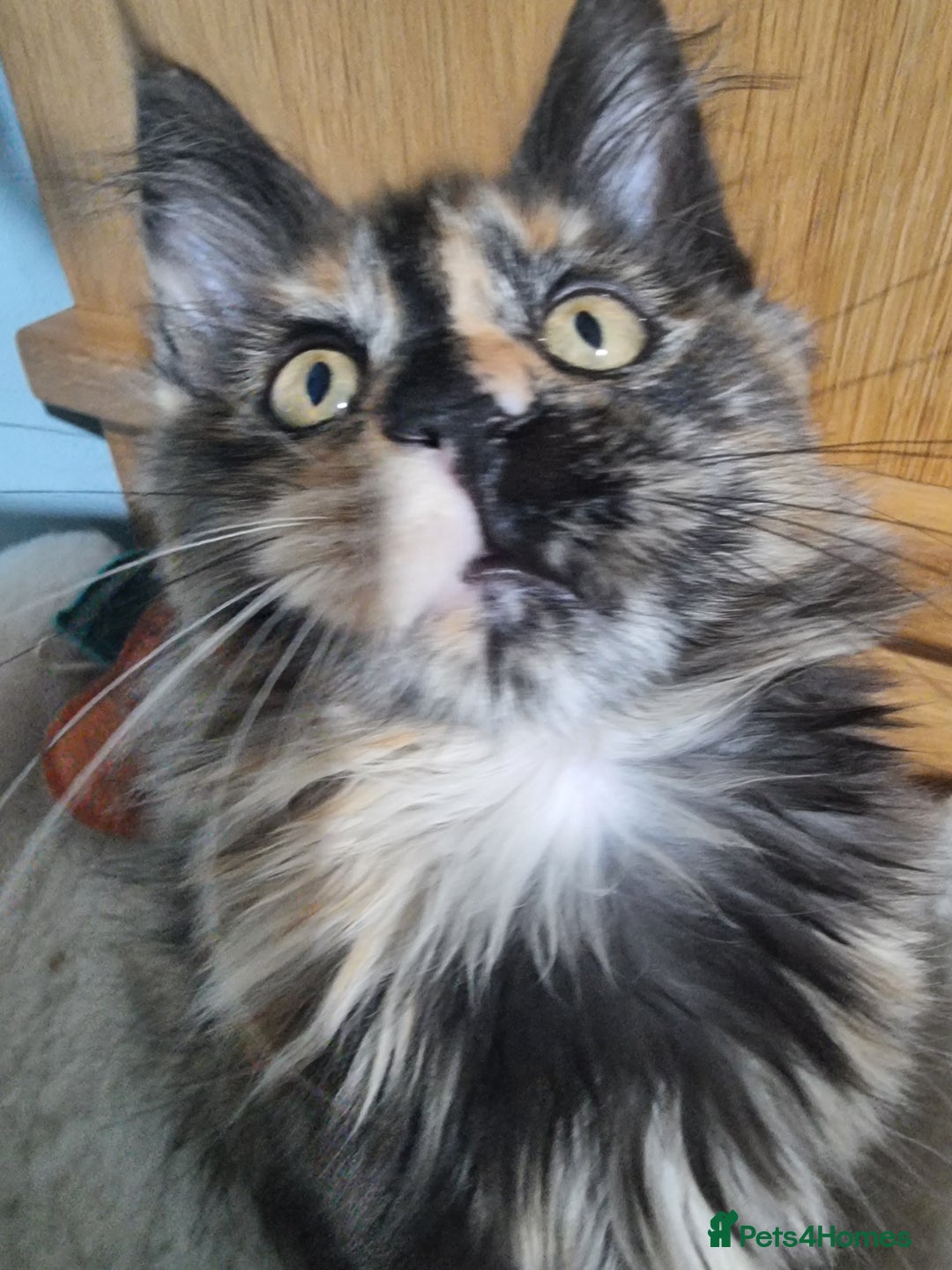 Maine Coon cats for sale: Pedigree GCCF Registered Maincoon Kittens - Image 4
