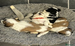 Shih Tzu dogs for sale: Shih tzu puppies for sale - Image 1