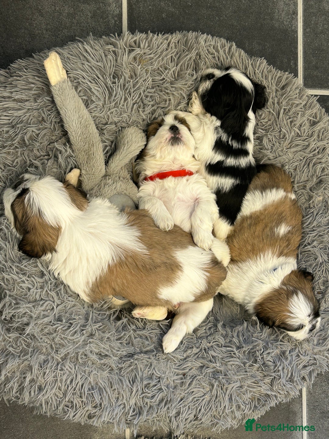 Shih Tzu dogs for sale: Shih tzu puppies for sale - Image 1