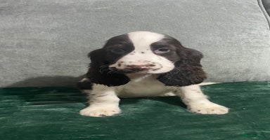 Cocker Spaniel dogs - Advert 4